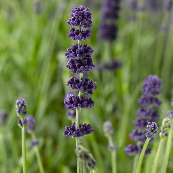1g Aromatico Blue Improved English Lavender