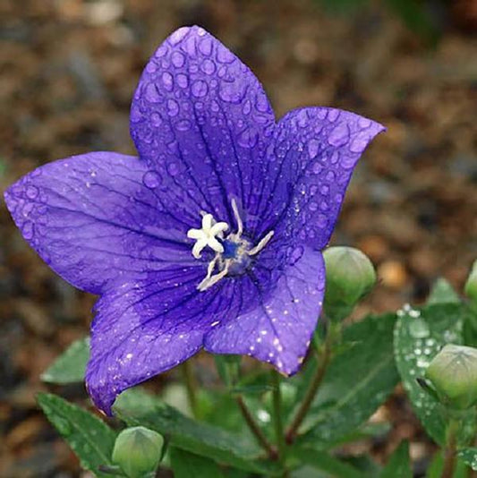 Astra Blue Balloon Flower - 11cm Pot