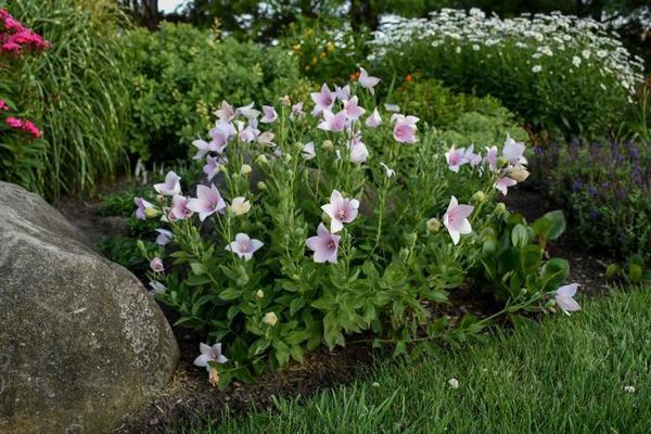 Astra Pink Balloon Flower - 11cm Pot