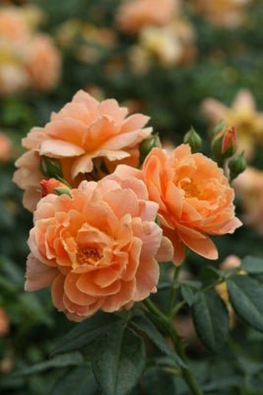 1 Quart At Last  Rose