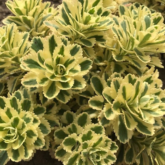 1g Atlantis Sedum