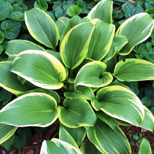 1g Aureomarginata Fortune's Hosta