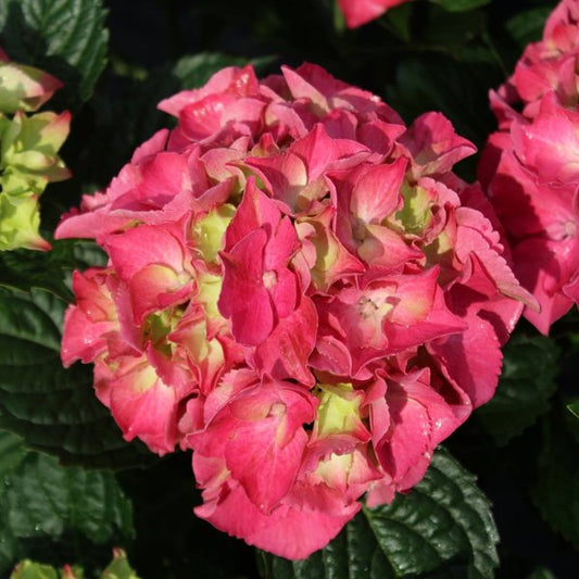 2g Aurora Red Bigleaf Hydrangea