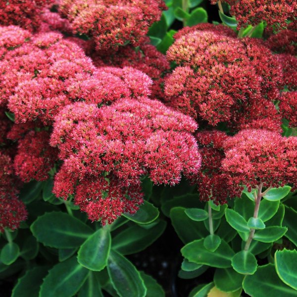 1g Autumn Fire Stonecrop