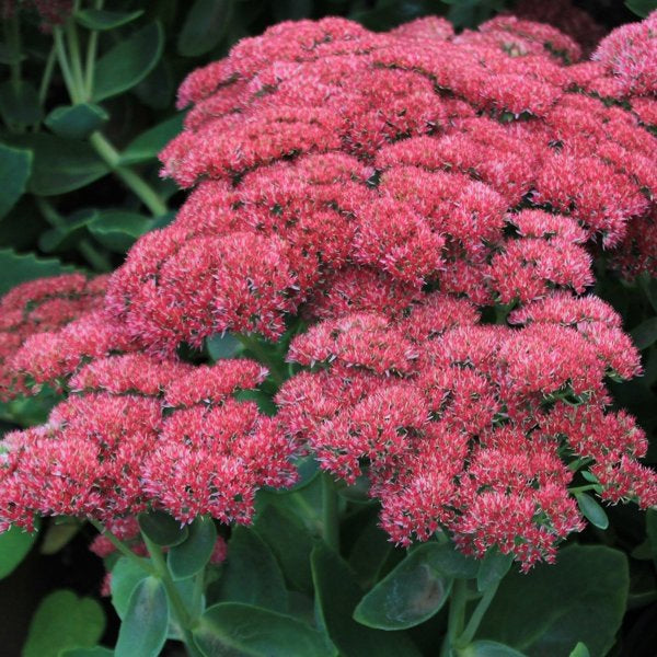 1g Autumn Joy Stonecrop