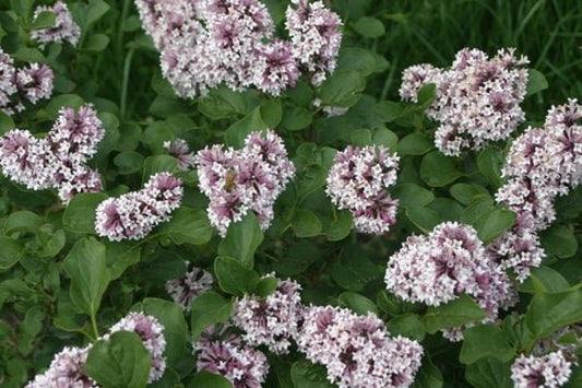 1 Quart Baby Kim  Lilac