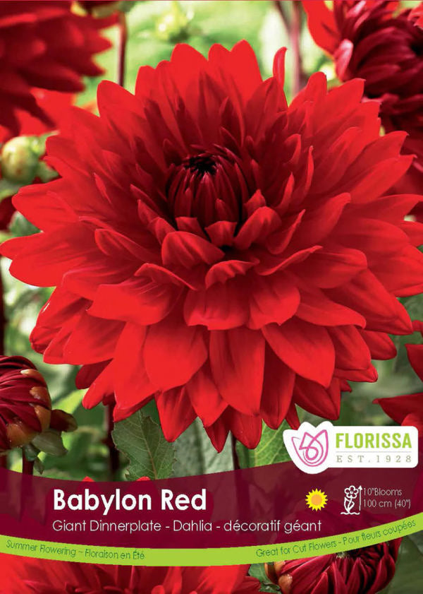 Babylon Red Dinnerplate Dahlia Bulb