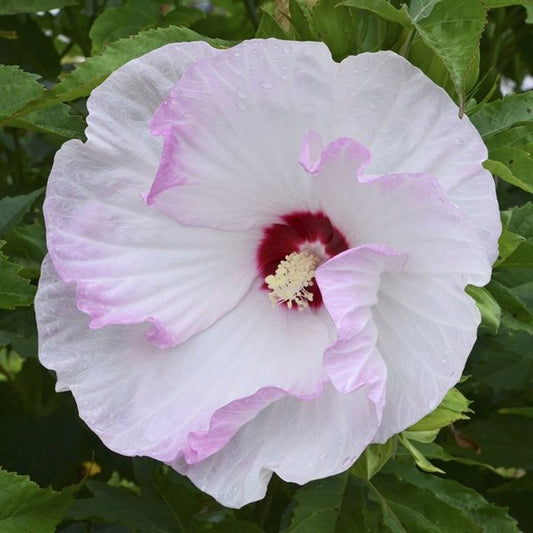 2g Ballet Slippers Rose Mallow