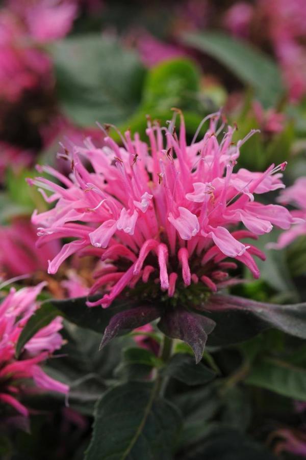 1g Balmy Pink Bee Balm