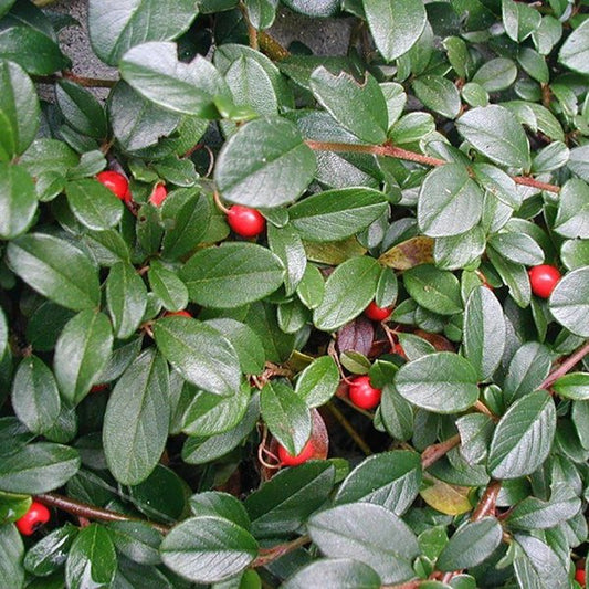 2g Bearberry Cotoneaster