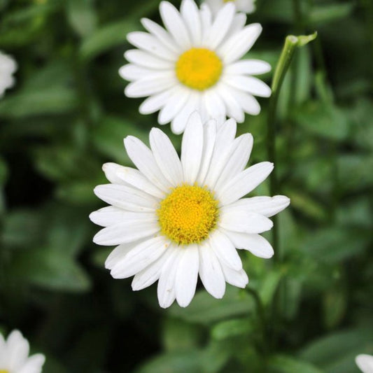 1g Becky Shasta Daisy