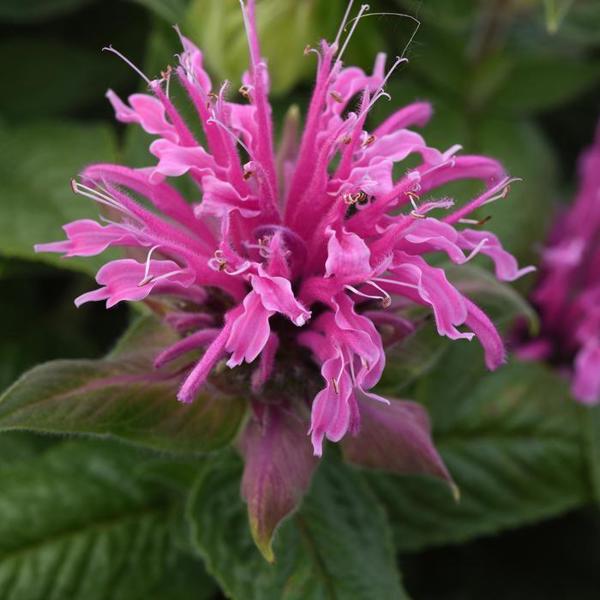 2g Bee Mine Pink Bee Balm