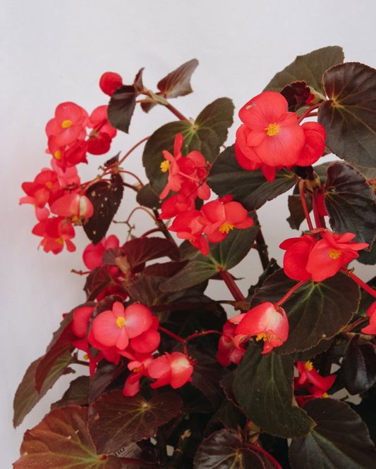 4 Inch Begonia Surefire Cherry Cordial