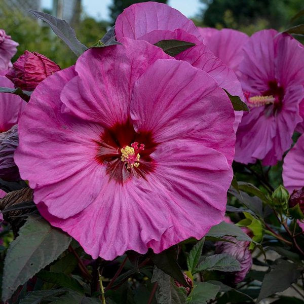 2g Berry Awesome Rose Mallow