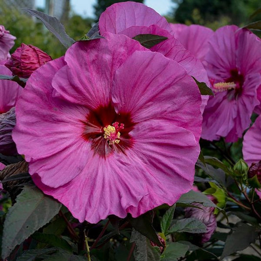 2g Berry Awesome Rose Mallow