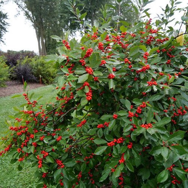 1 Quart Berry Heavy  Winterberry Holly