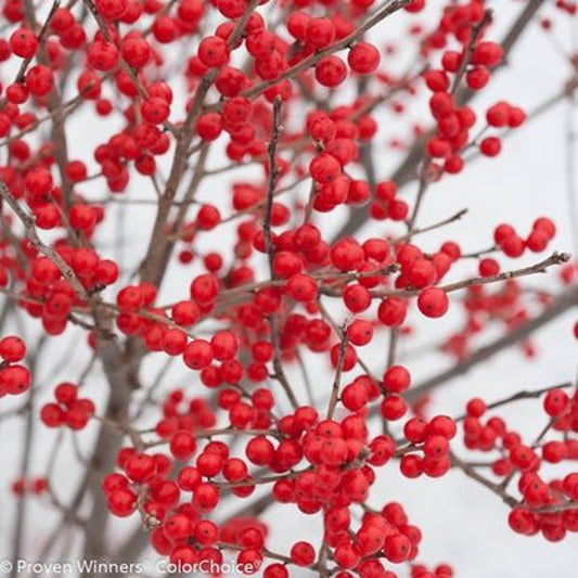 1 Quart Berry Poppins  Winterberry