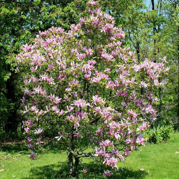 2g Betty Lily Magnolia