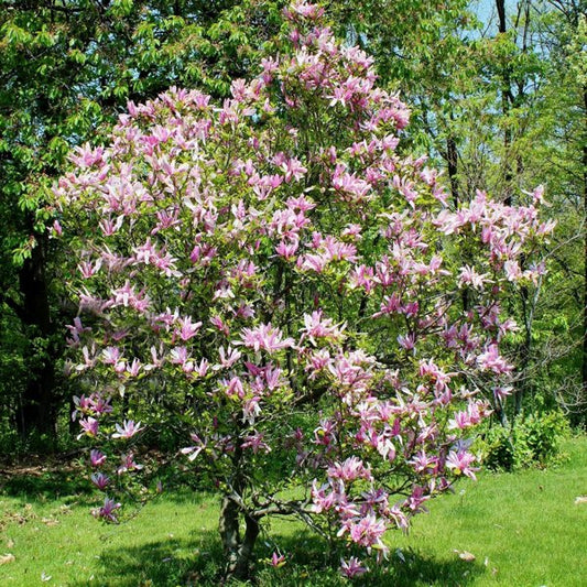 2g Betty Lily Magnolia