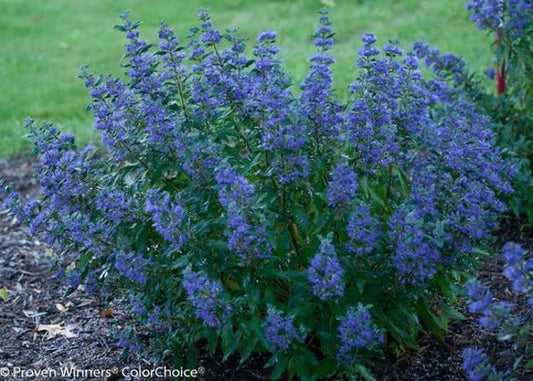 1 Quart Beyond Midnight  Bluebeard