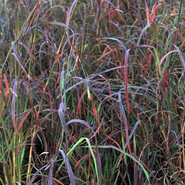 1g Big Bluestem