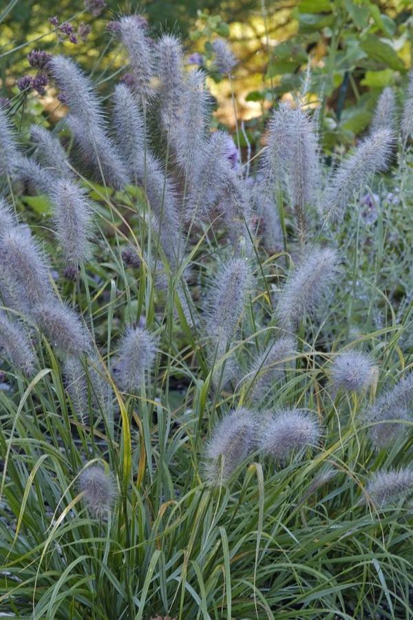 1g Black Fountain Grass