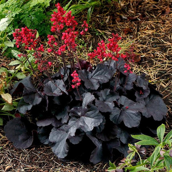 1g Black Forest Cake Coral Bells