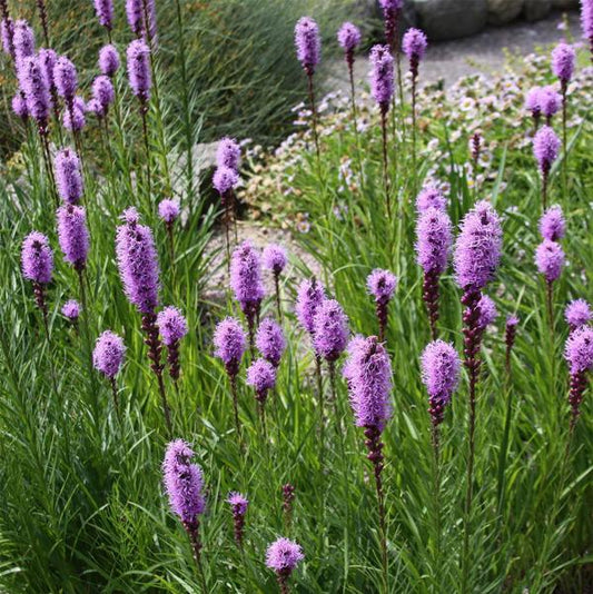Blazing Star - 11cm Pot