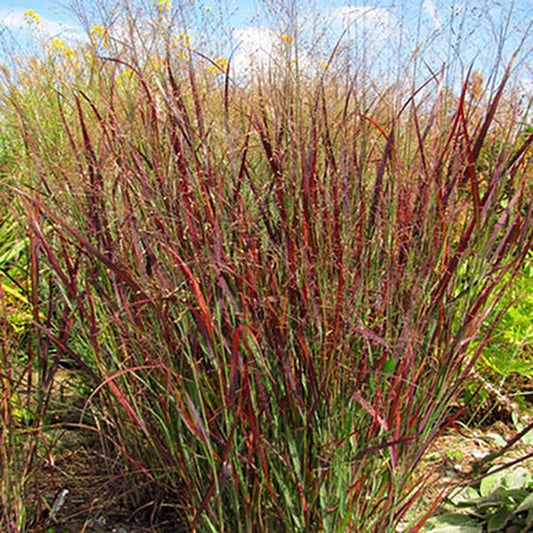 2g Blood Brothers Switchgrass