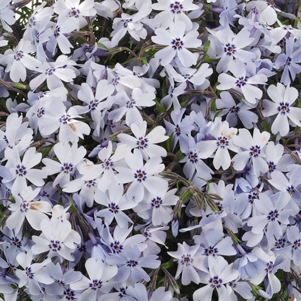 1g Blue Creeping Phlox