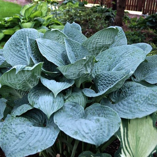 1g Blue Hawaii Hosta