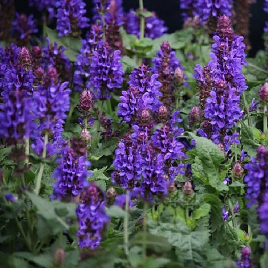 1g Blue Marvel Meadow Sage