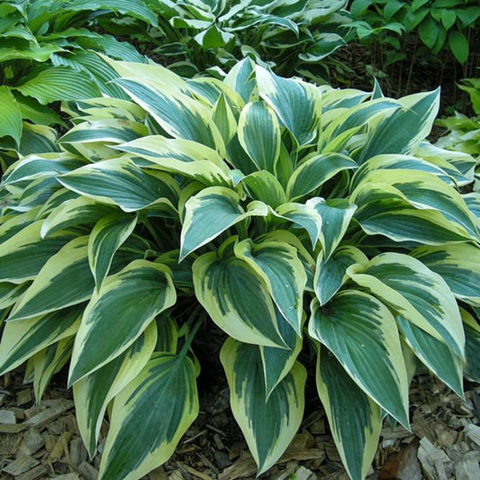1g Bobcat Hosta
