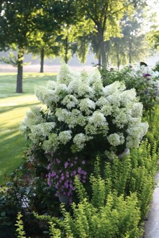 1 Quart Bobo  Panicle Hydrangea
