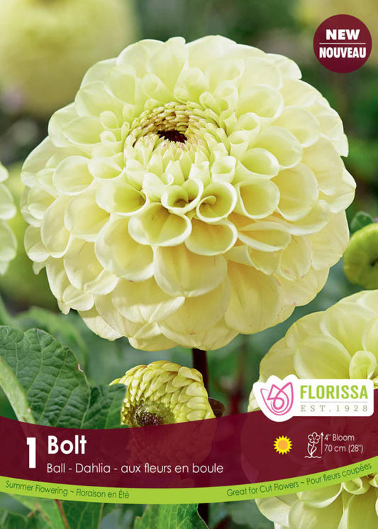 Bolt Ball Dahlia Bulb