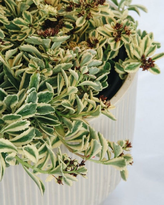 1g Boogie Woogie Stonecrop