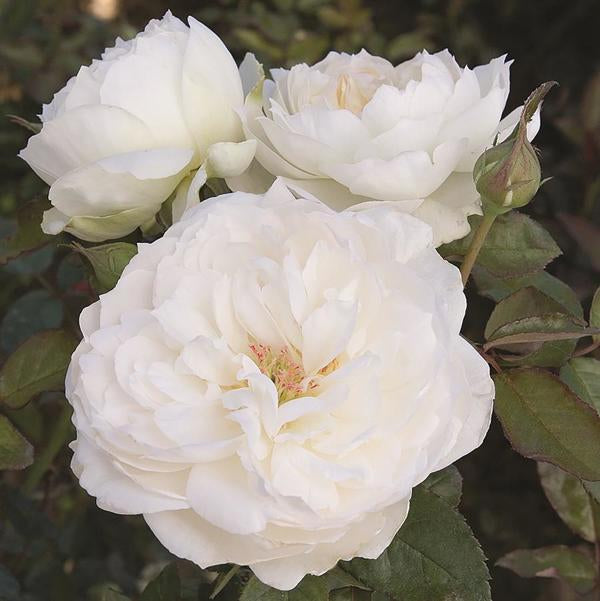 2g Bolero Floribunda Rose