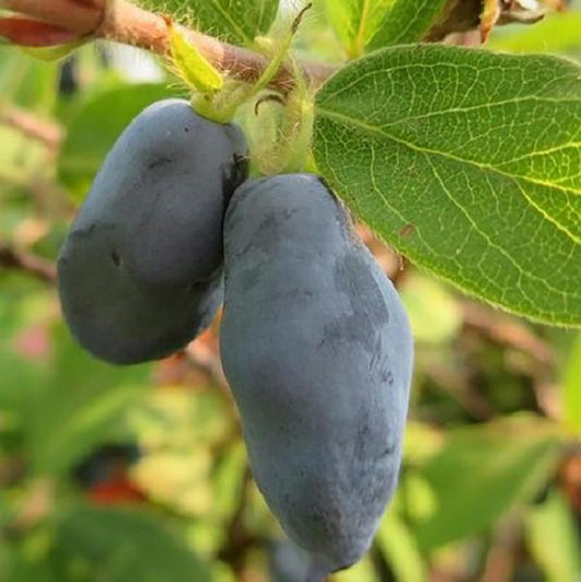 1g Boreal Beast Honeyberry