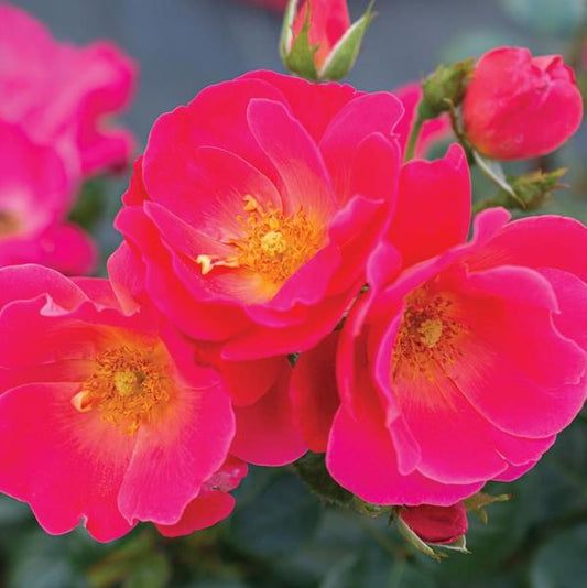 2g Brick House Pink Floribunda Rose