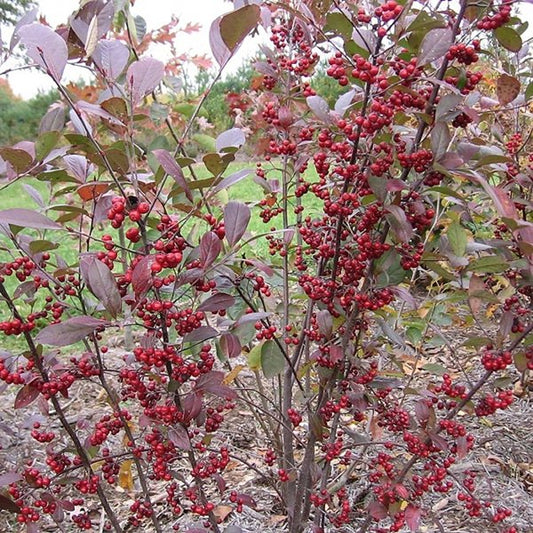 2g Brilliant Red Chokeberry