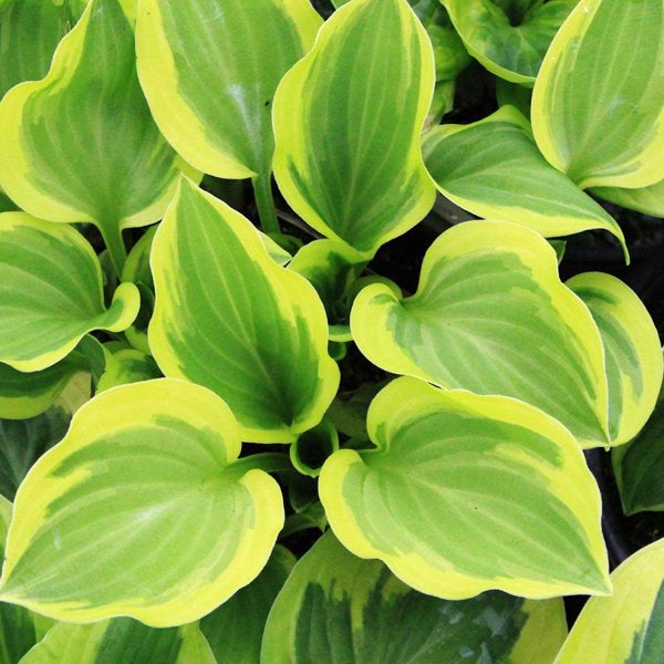 1g Brim Cup Hosta