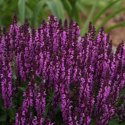 1g Bumbleberry Meadow Sage