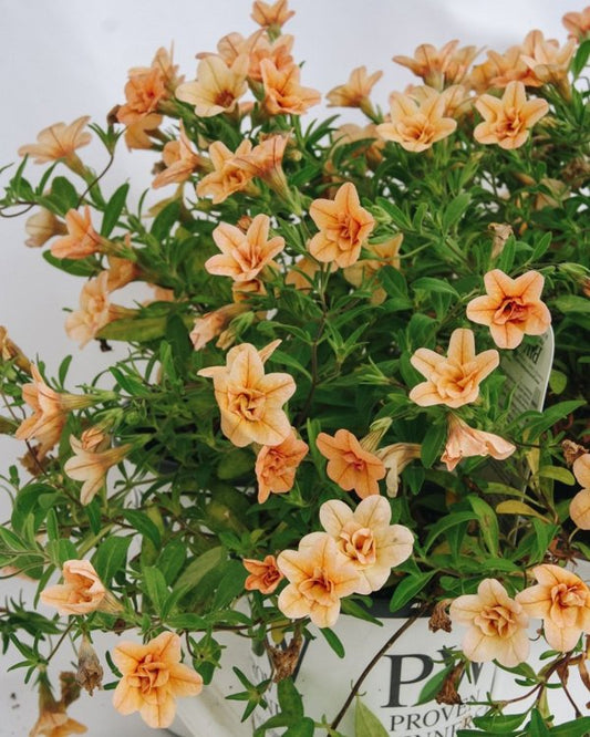 4 Inch Calibrachoa Superbells Double Amber