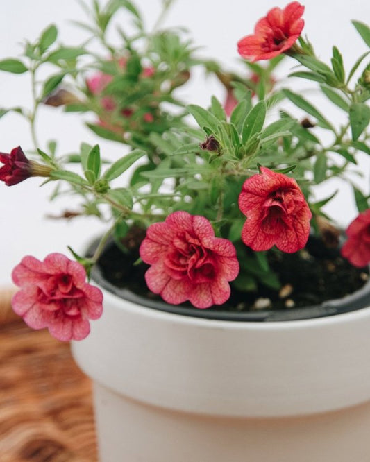 4 Inch Calibrachoa Superbells Double Vintage Coral