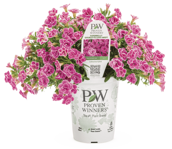 4 Inch Calibrachoa Superbells Doublette Love Swept