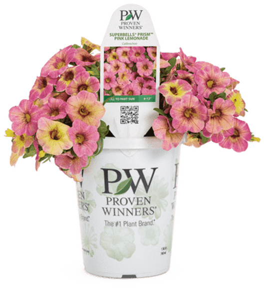 4 Inch Calibrachoa Superbells Magic Pink Lemonade