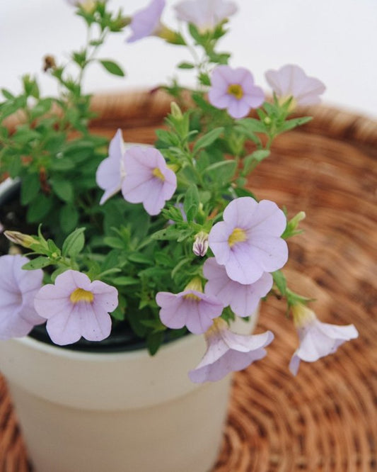 4 Inch Calibrachoa Superbells Miss Lilac