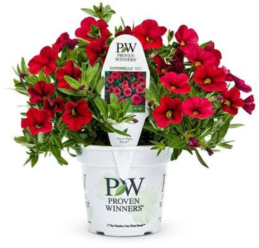 4 Inch Calibrachoa Superbells Red