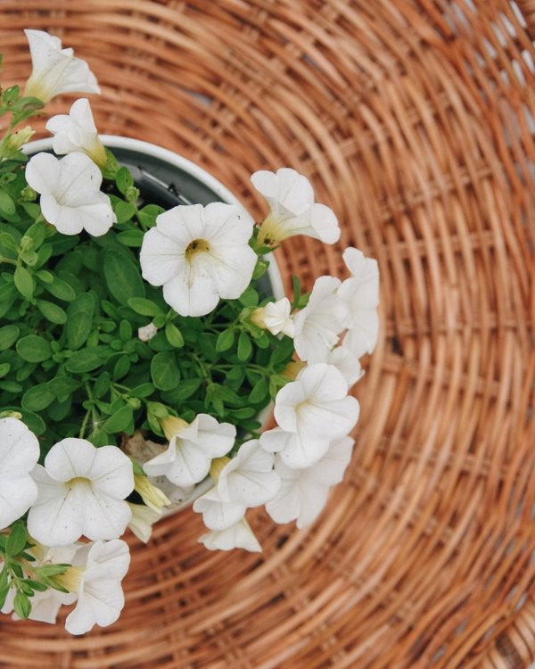 4 Inch Calibrachoa Superbells White