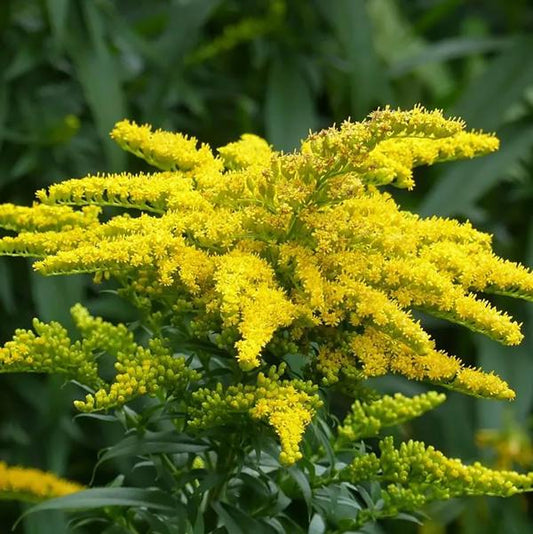 Canada Goldenrod - 11cm Pot